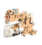 だが断る！イッヌ（個別スタンプ：24）