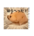 毎日まるといっしょ2（個別スタンプ：1）