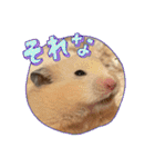 毎日まるといっしょ2（個別スタンプ：12）