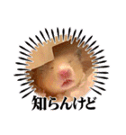 毎日まるといっしょ2（個別スタンプ：22）