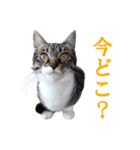 我が猫を見よ！ 3（個別スタンプ：2）
