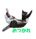 我が猫を見よ！ 3（個別スタンプ：3）