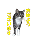 我が猫を見よ！ 3（個別スタンプ：5）