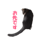 我が猫を見よ！ 3（個別スタンプ：6）