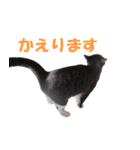 我が猫を見よ！ 3（個別スタンプ：7）