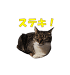 我が猫を見よ！ 3（個別スタンプ：8）