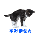 我が猫を見よ！ 3（個別スタンプ：9）