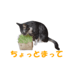 我が猫を見よ！ 3（個別スタンプ：10）