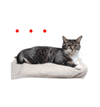 我が猫を見よ！ 3（個別スタンプ：11）