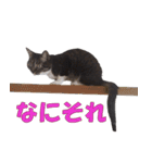 我が猫を見よ！ 3（個別スタンプ：13）