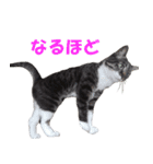 我が猫を見よ！ 3（個別スタンプ：14）