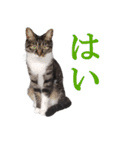 我が猫を見よ！ 3（個別スタンプ：15）