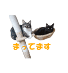 我が猫を見よ！ 3（個別スタンプ：18）
