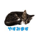 我が猫を見よ！ 3（個別スタンプ：19）