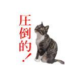 我が猫を見よ！ 3（個別スタンプ：20）