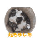 我が猫を見よ！ 3（個別スタンプ：22）