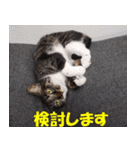 我が猫を見よ！ 3（個別スタンプ：23）
