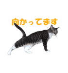 我が猫を見よ！ 3（個別スタンプ：24）