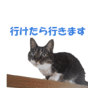 我が猫を見よ！ 3（個別スタンプ：25）