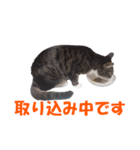 我が猫を見よ！ 3（個別スタンプ：26）