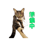 我が猫を見よ！ 3（個別スタンプ：27）
