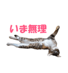 我が猫を見よ！ 3（個別スタンプ：28）