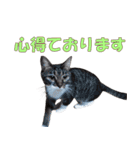 我が猫を見よ！ 3（個別スタンプ：29）