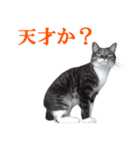 我が猫を見よ！ 3（個別スタンプ：30）