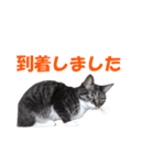 我が猫を見よ！ 3（個別スタンプ：31）