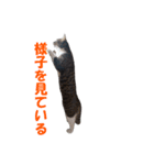 我が猫を見よ！ 3（個別スタンプ：32）