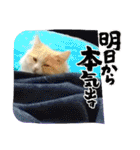 Merry＆Honeyスタンプ①猫 サイベリアン（個別スタンプ：1）