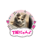 Merry＆Honeyスタンプ①猫 サイベリアン（個別スタンプ：4）