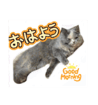 Merry＆Honeyスタンプ①猫 サイベリアン（個別スタンプ：5）