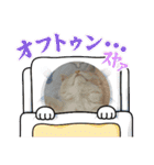 Merry＆Honeyスタンプ①猫 サイベリアン（個別スタンプ：7）