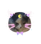 Merry＆Honeyスタンプ①猫 サイベリアン（個別スタンプ：8）