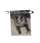 Merry＆Honeyスタンプ①猫 サイベリアン（個別スタンプ：9）