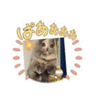 Merry＆Honeyスタンプ①猫 サイベリアン（個別スタンプ：11）