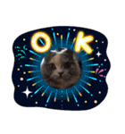 Merry＆Honeyスタンプ①猫 サイベリアン（個別スタンプ：13）