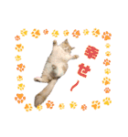 Merry＆Honeyスタンプ①猫 サイベリアン（個別スタンプ：14）