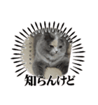 Merry＆Honeyスタンプ①猫 サイベリアン（個別スタンプ：15）