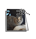 Merry＆Honeyスタンプ①猫 サイベリアン（個別スタンプ：16）