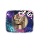 Merry＆Honeyスタンプ①猫 サイベリアン（個別スタンプ：18）