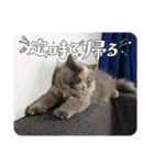 Merry＆Honeyスタンプ①猫 サイベリアン（個別スタンプ：19）