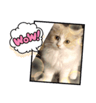 Merry＆Honeyスタンプ①猫 サイベリアン（個別スタンプ：21）