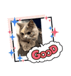 Merry＆Honeyスタンプ①猫 サイベリアン（個別スタンプ：22）