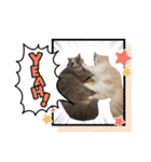 Merry＆Honeyスタンプ①猫 サイベリアン（個別スタンプ：23）