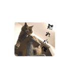 Merry＆Honeyスタンプ①猫 サイベリアン（個別スタンプ：25）