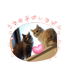 Merry＆Honeyスタンプ①猫 サイベリアン（個別スタンプ：26）