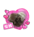 Merry＆Honeyスタンプ①猫 サイベリアン（個別スタンプ：28）