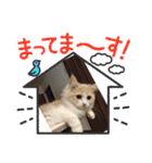 Merry＆Honeyスタンプ①猫 サイベリアン（個別スタンプ：29）